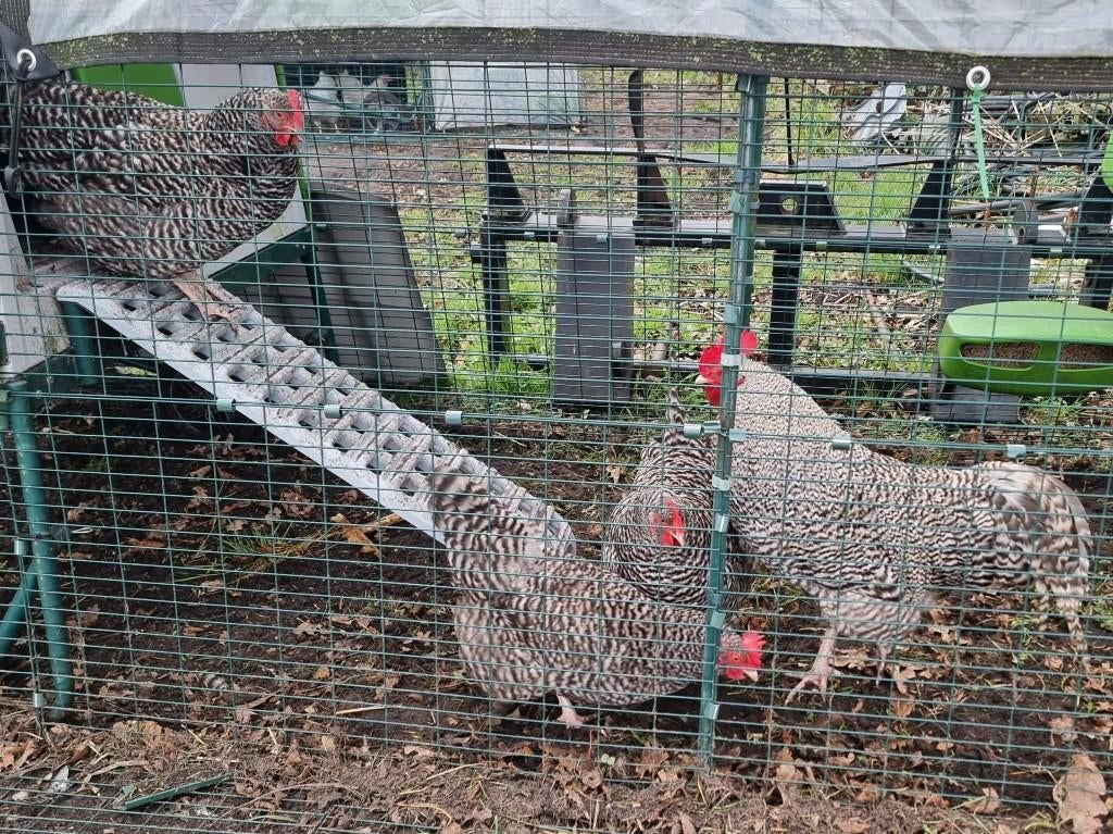 Broedeieren Noord-Hollandse Blauwe (groot), Dieren en Toebehoren, Pluimvee, Geslacht onbekend, Kip