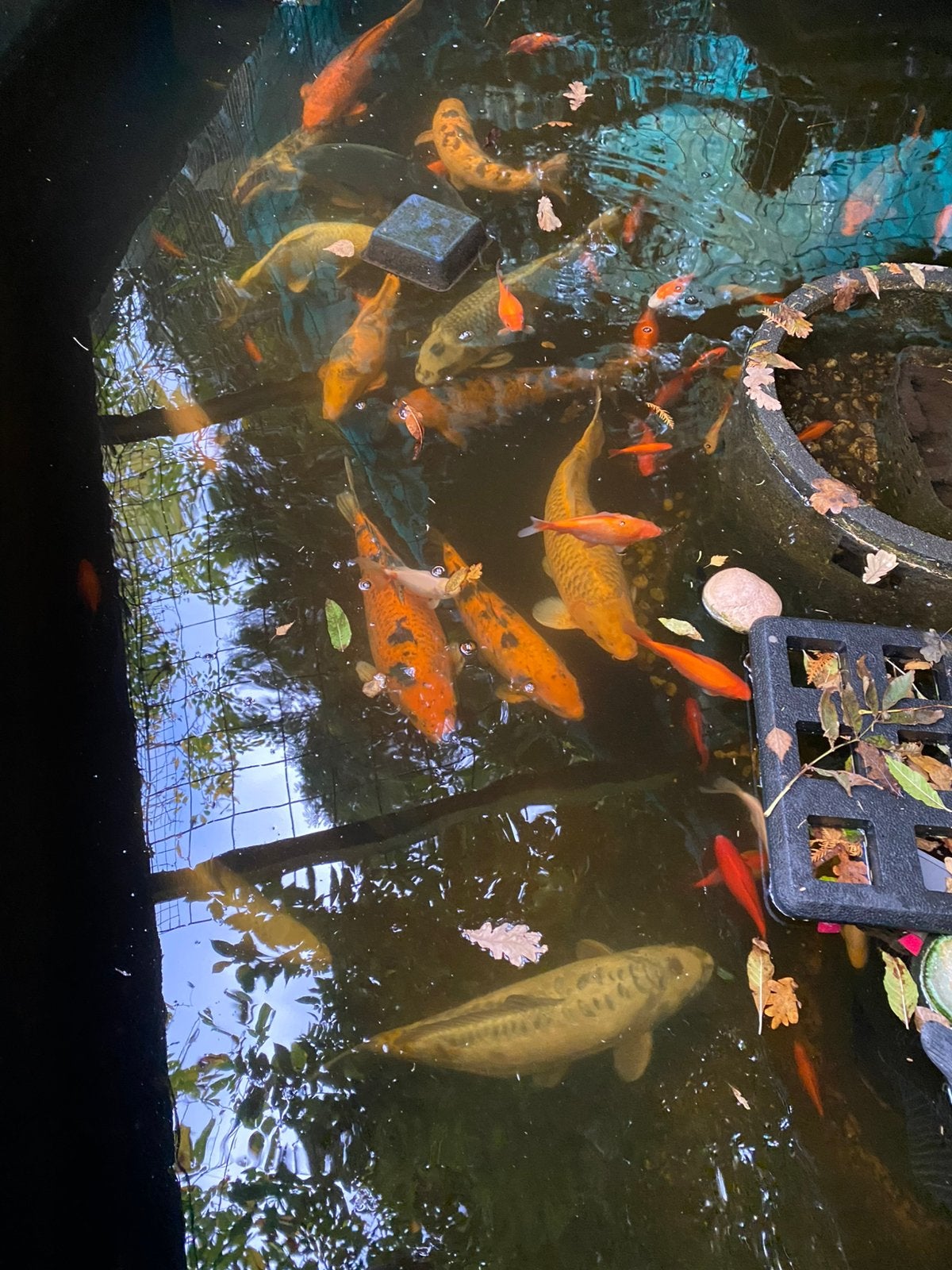 Koi karpers Te koop moet nu weg!, Dieren en Toebehoren, Vissen | Vijvervissen, Karper of Koi