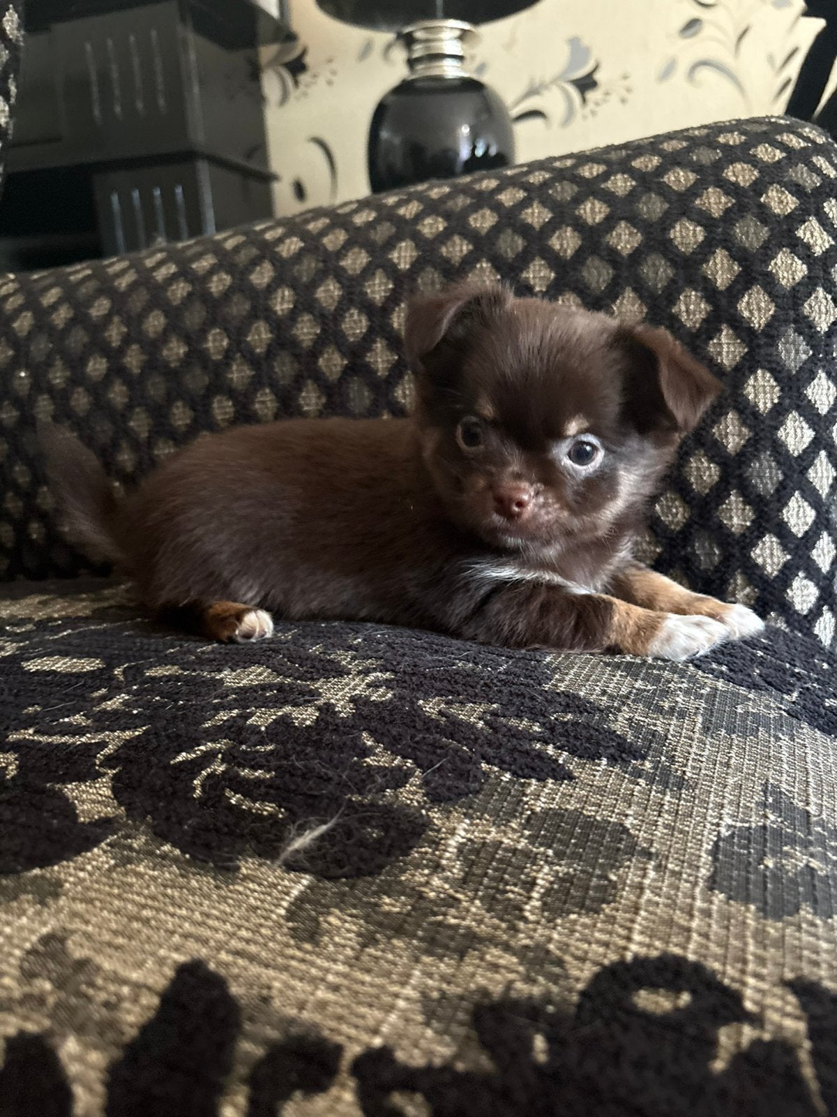 Nog 1 Chihuahua x pup reutje, Reu, Meerdere, Chihuahua, Nederland