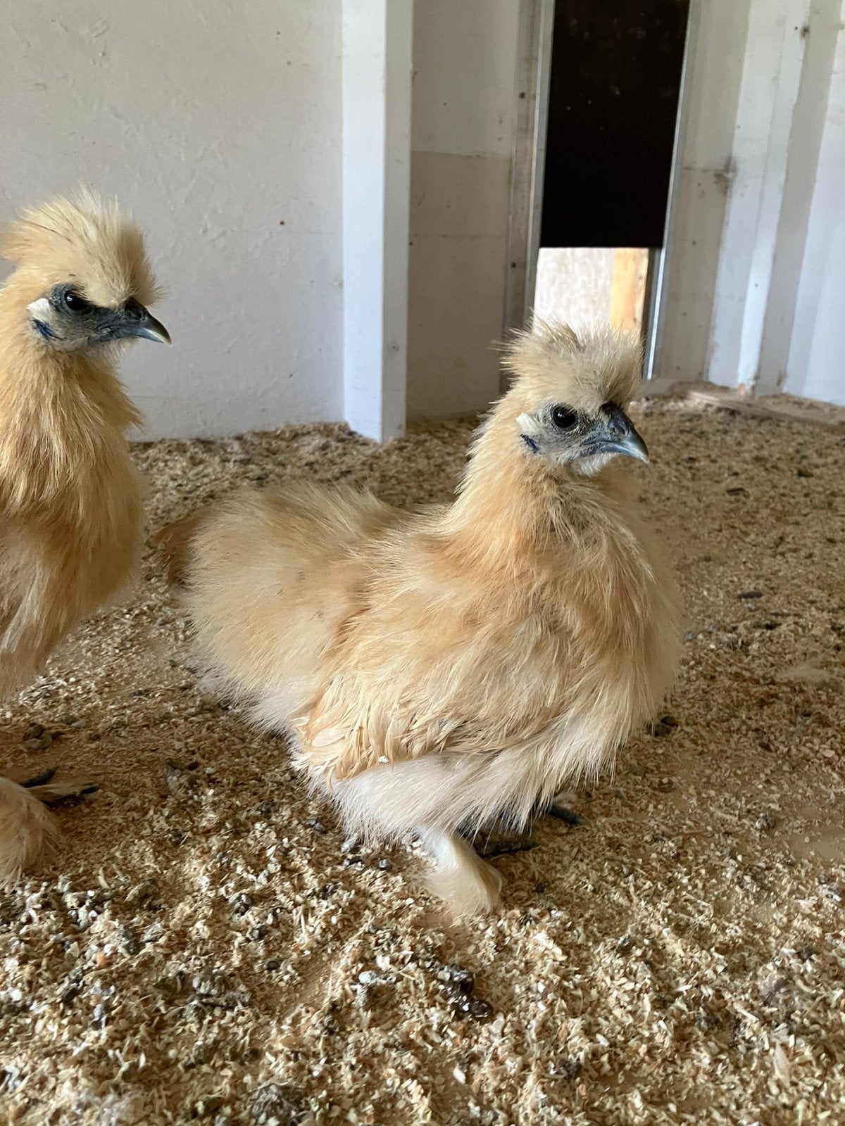 Zijdehoenders haan…, Dieren en Toebehoren, Mannelijk, Kip
