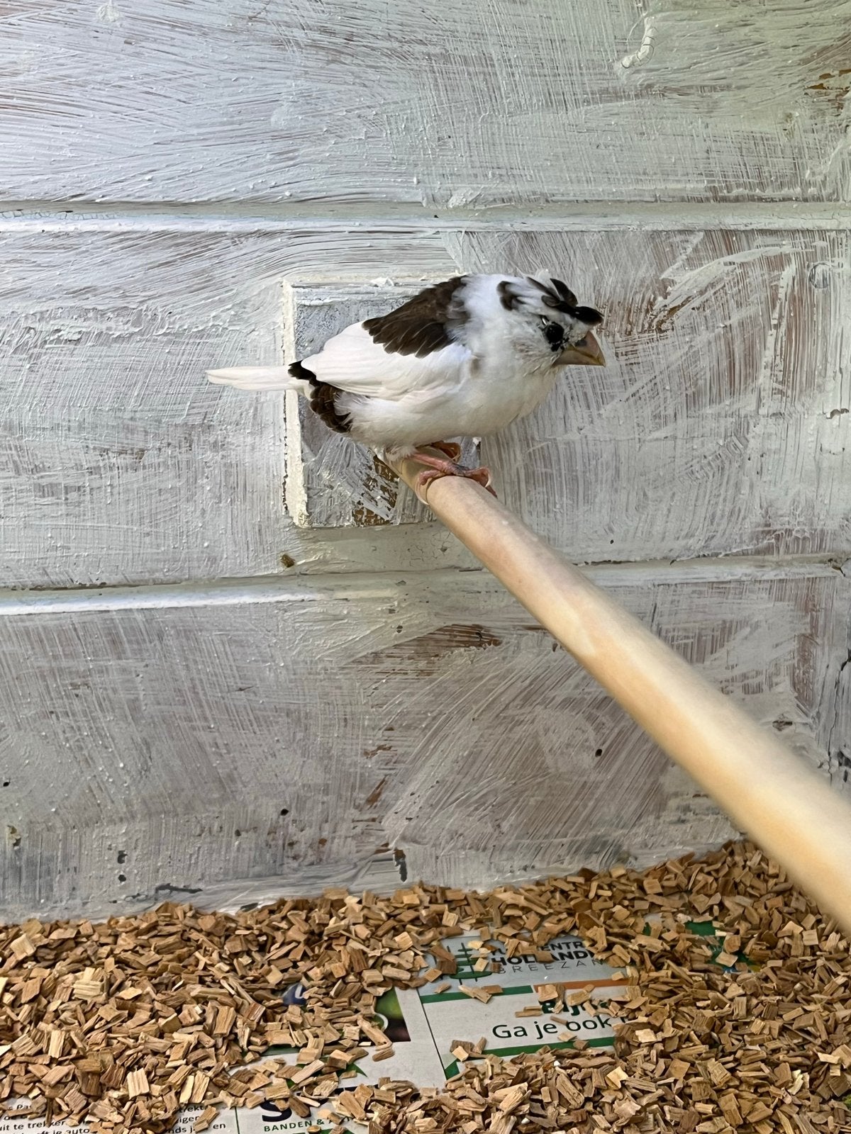 2x japanse meeuwen mannen, Dieren en Toebehoren, Vogels | Overige Vogels, Mannelijk, Tropenvogel
