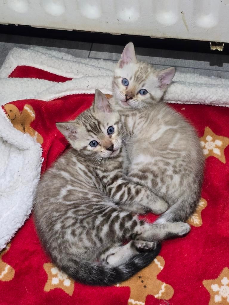 Ras zuivere Bengaal kittens met stamboom, Dieren en Toebehoren, Katten en Kittens | Raskatten | Korthaar