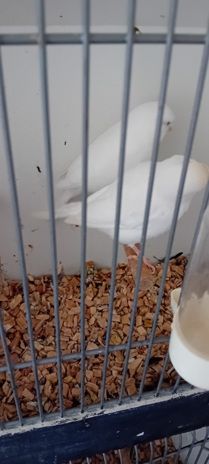 Te koop koppel witte kanaries, Dieren en Toebehoren, Meerdere dieren, Kleurkanarie
