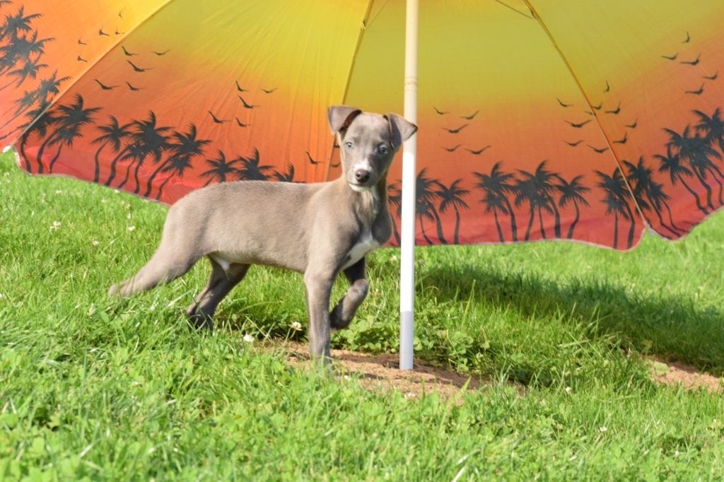 Italiaans Windhond pups, Dieren en Toebehoren, Honden | Windhonden, 15 weken tot 1 jaar, Overige rassen, Buitenland, Parvo