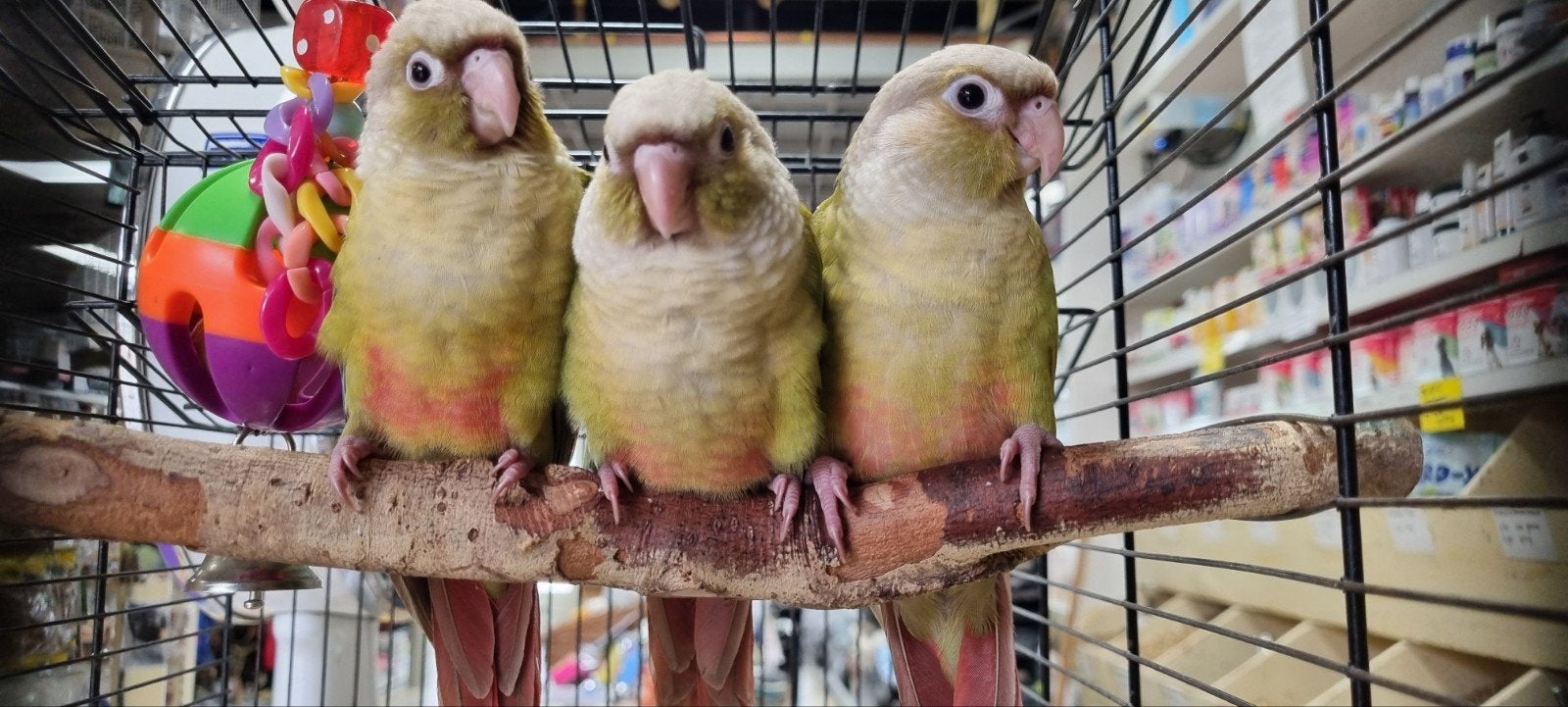 Tamme Pyrrhura parkieten!!, Dieren en Toebehoren, Vogels | Parkieten en Papegaaien, Meerdere dieren, Parkiet, Tam