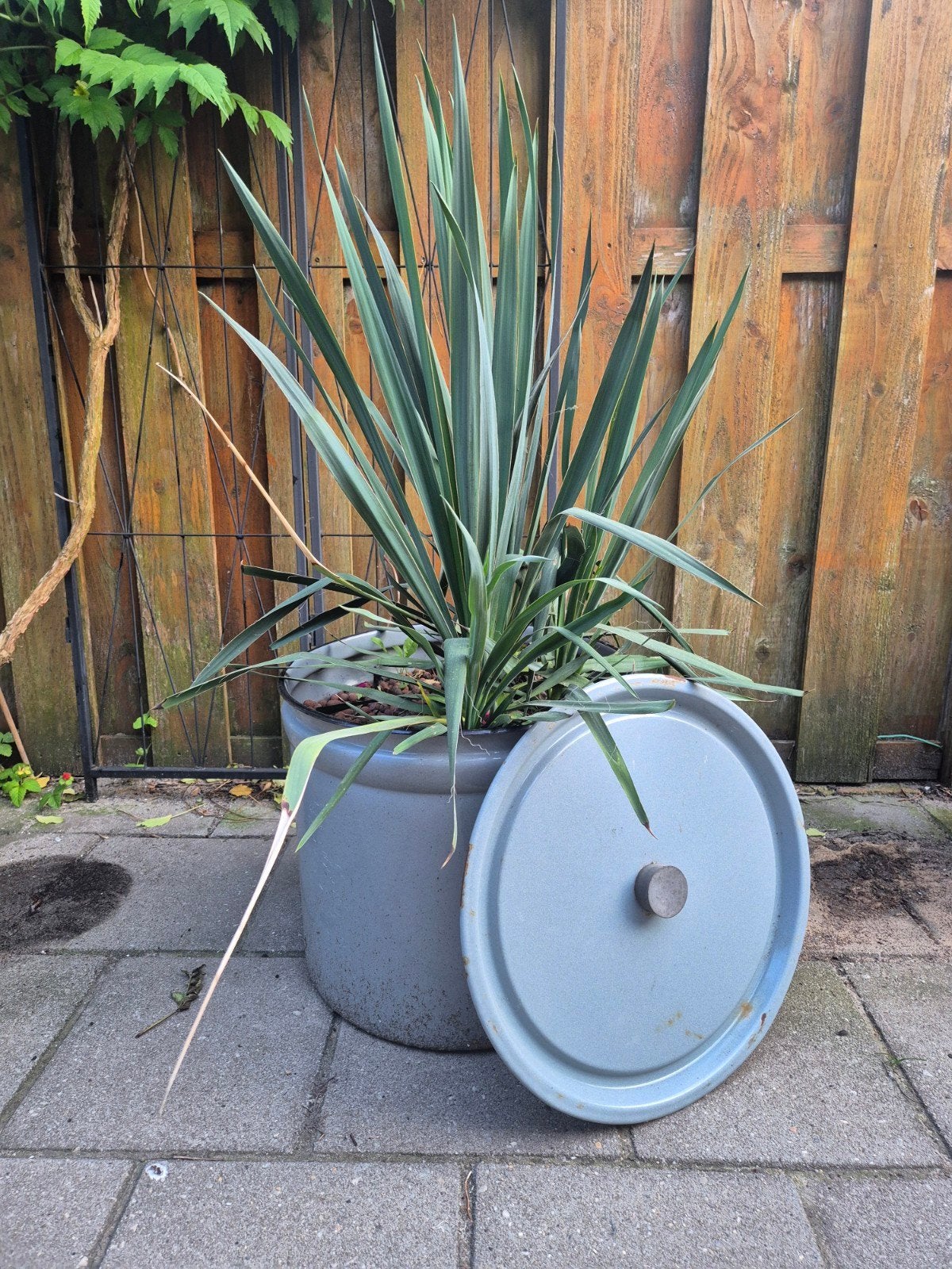 Emaille wastobbe met deksel en Yucca, Ophalen, Overige materialen, Gebruikt, Minder dan 60 cm