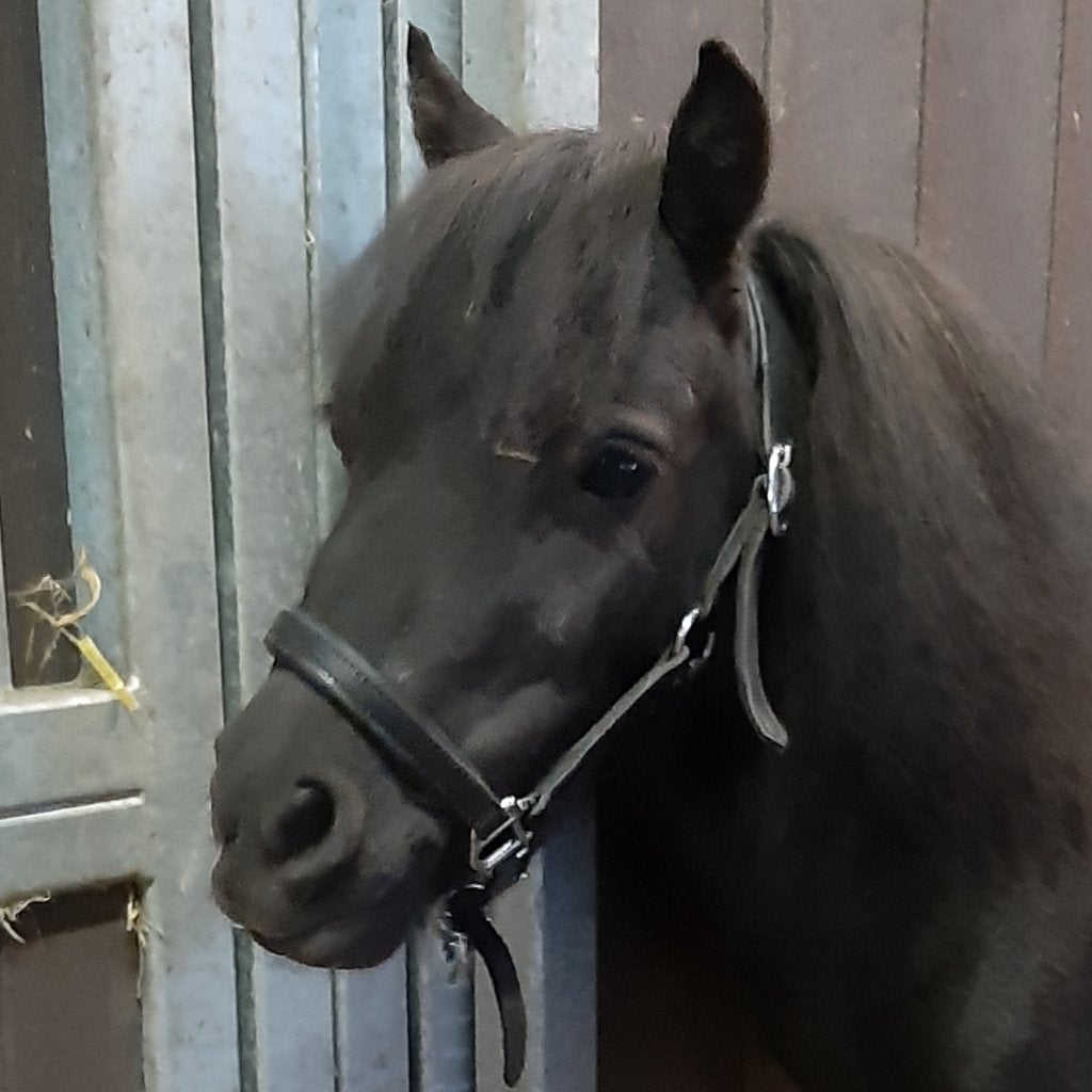 Mini paardje, Dieren en Toebehoren, Merrie, Niet van toepassing, A pony (tot 1.17m), Gechipt