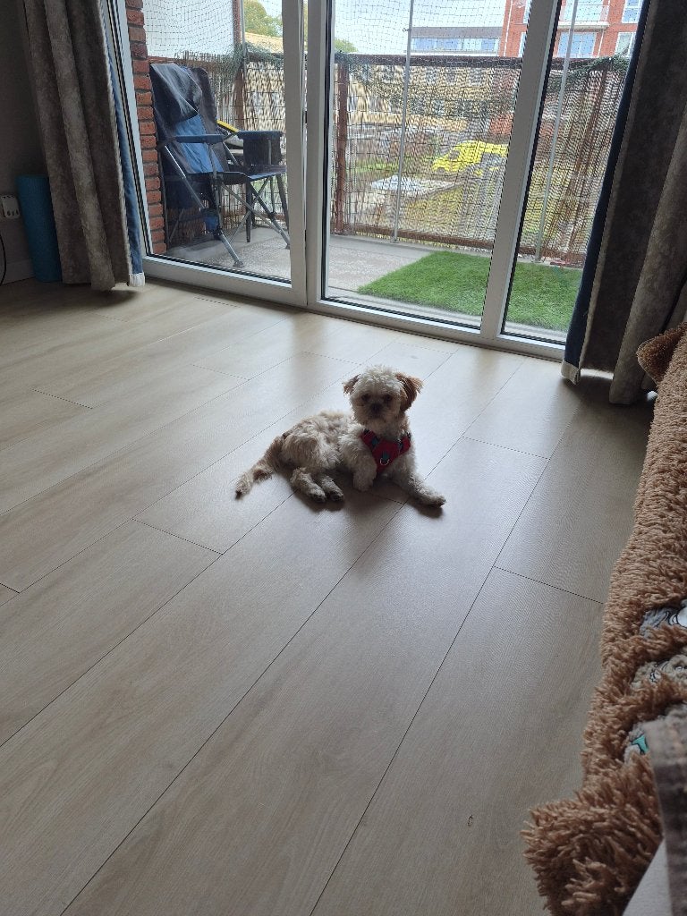 Boomer pup zoekt gouden mandje, Dieren en Toebehoren, 15 weken tot 1 jaar, Overige rassen, CDV (hondenziekte), Teef