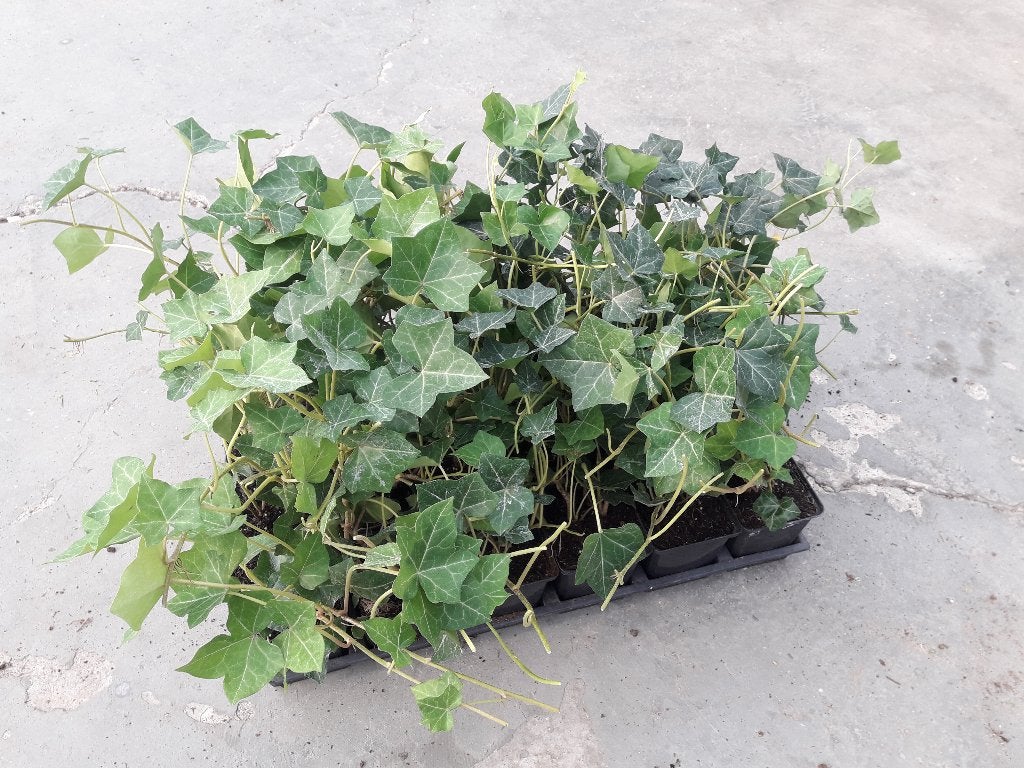 hedera Hibirnica 9cm pot, Ophalen of Verzenden, Overige soorten, 100 tot 250 cm