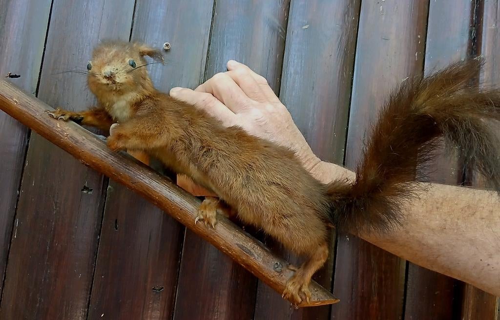 Opgezette Eekhoorn op tak, Ophalen of Verzenden, Wild dier, Opgezet dier