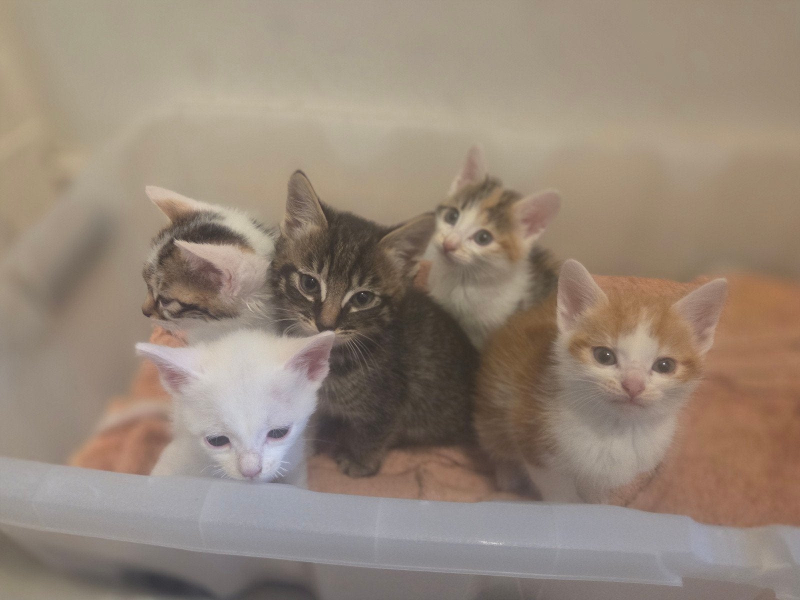 kittens, Meerdere dieren