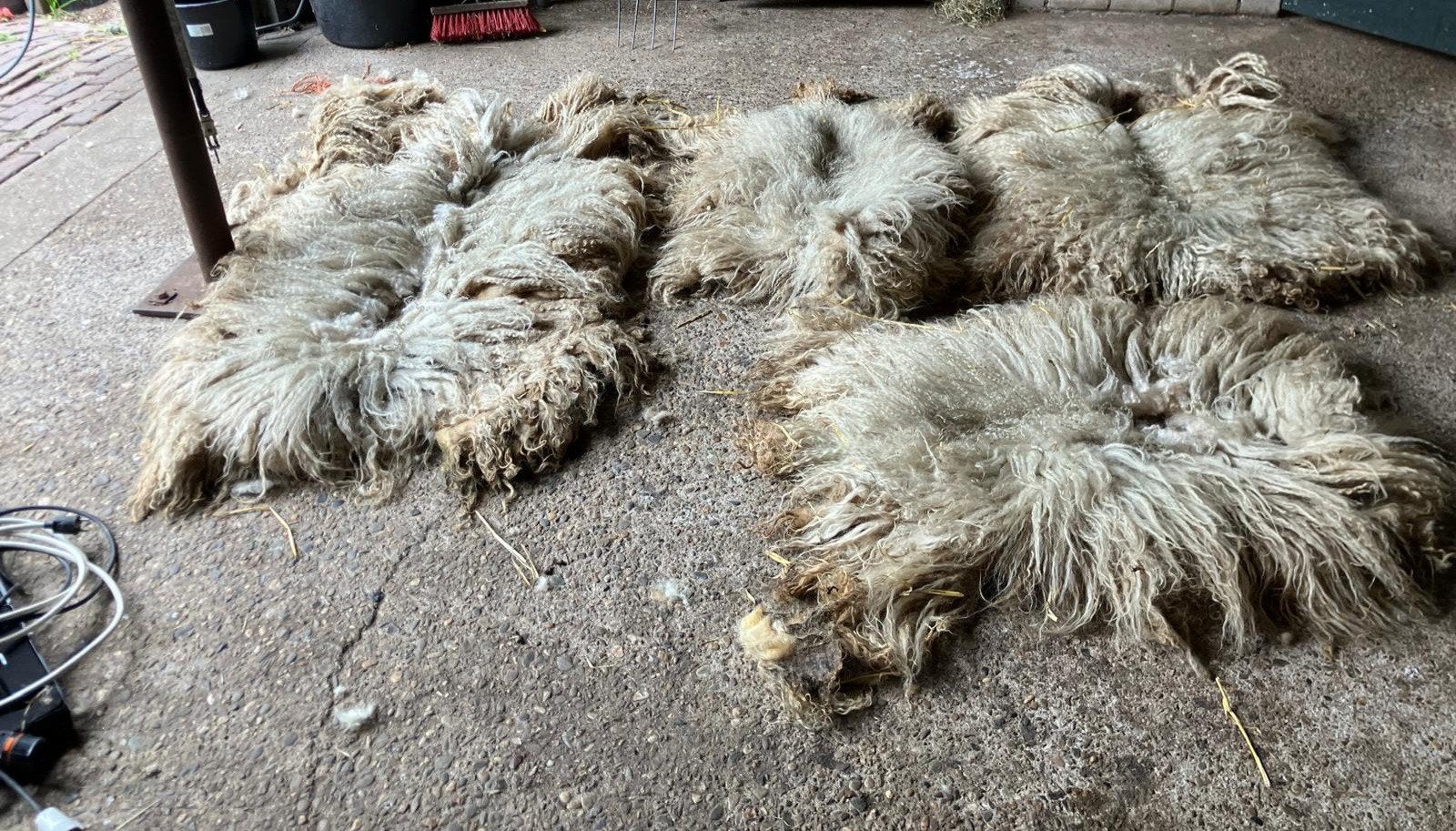 Racka vachten, Varken