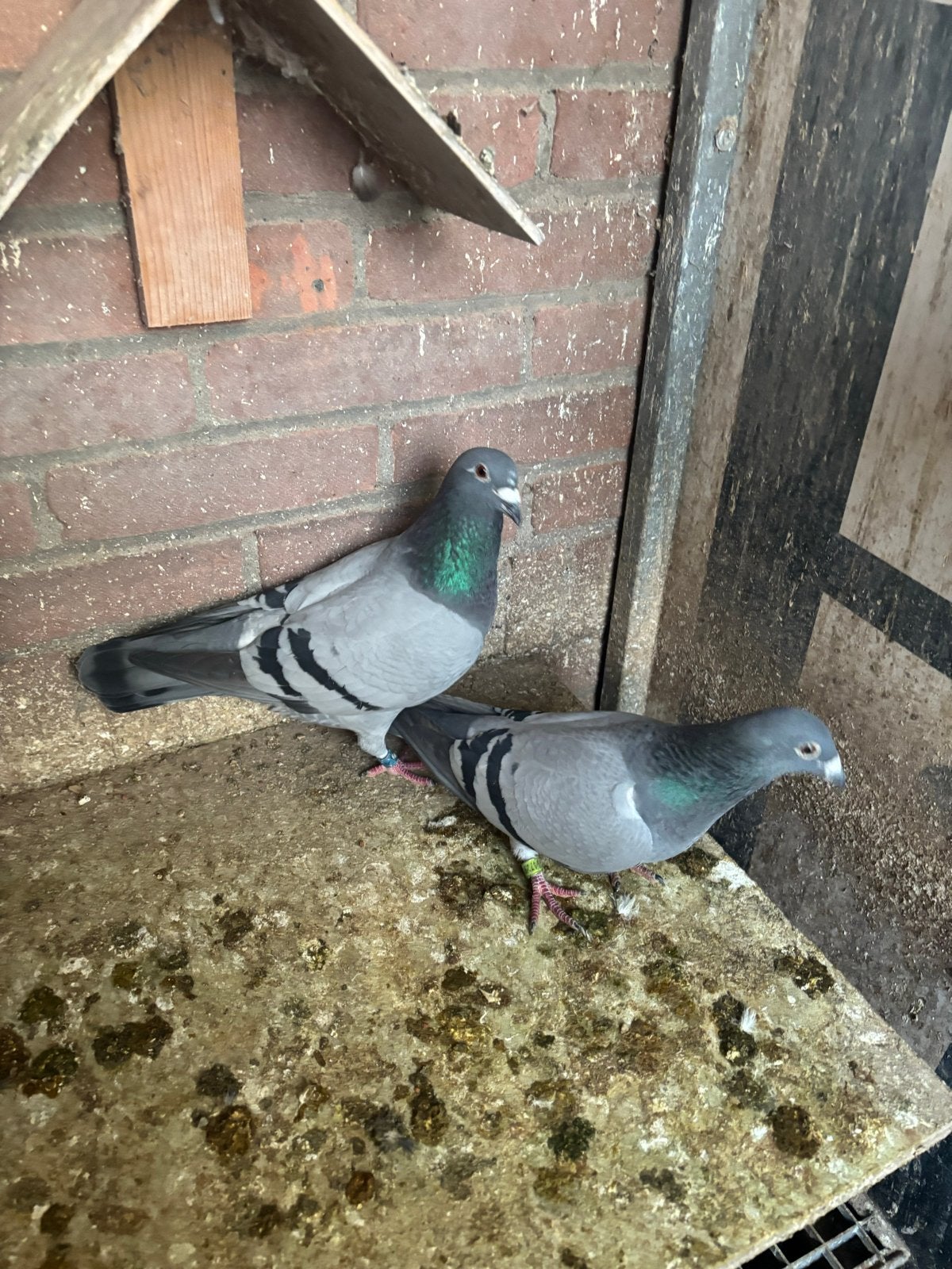 Kweekduivinnen, Dieren en Toebehoren, Vrouwelijk