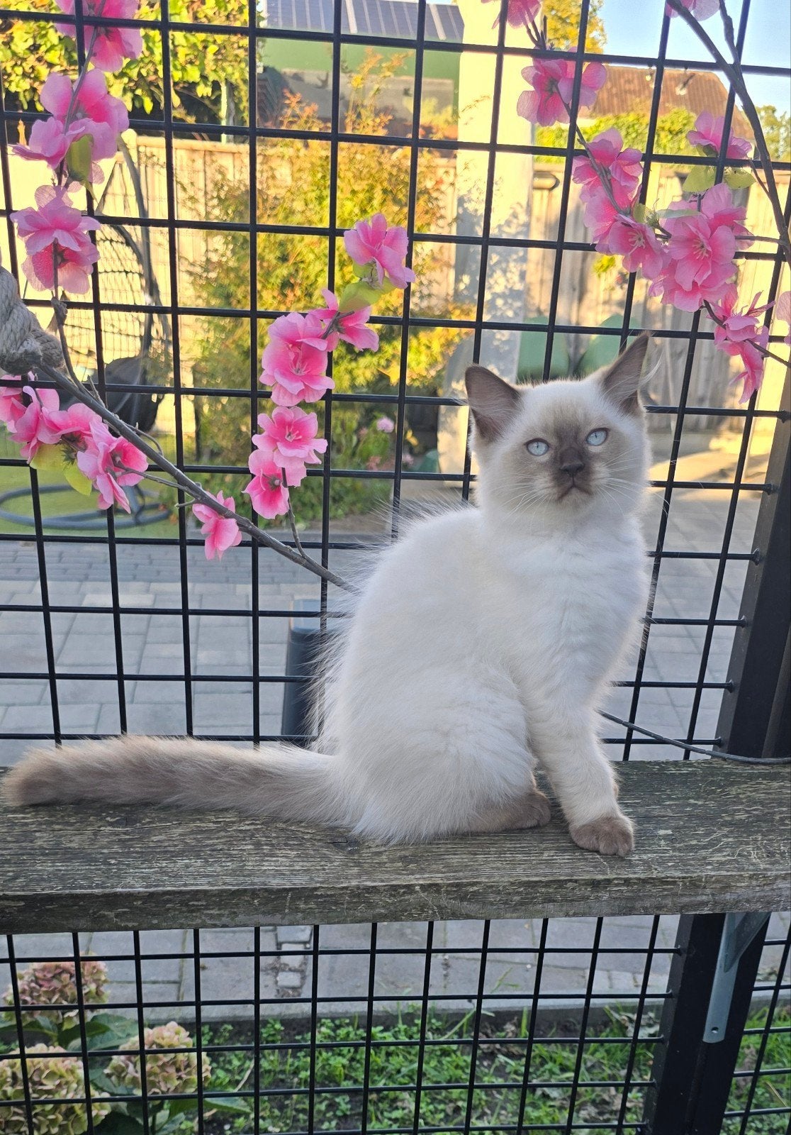 Ragdoll kitten katertje, Dieren en Toebehoren, Kater, Gechipt, 0 tot 2 jaar