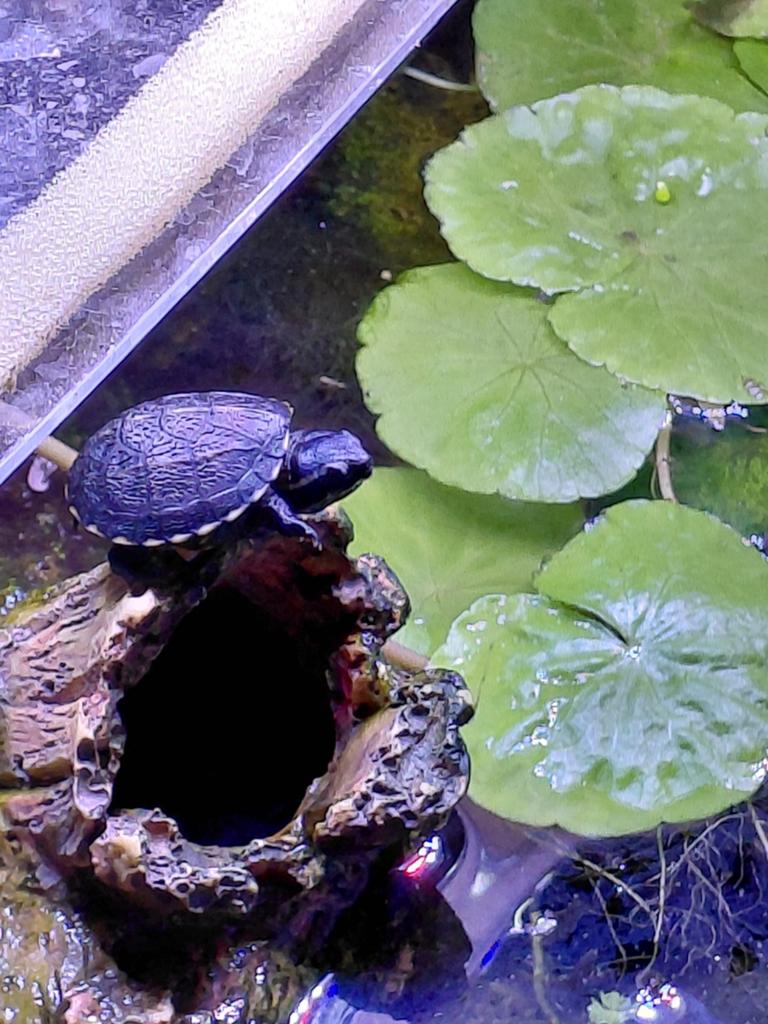 Kinosternon baurii driestreep modder schildpad, Dieren en Toebehoren, Ophalen