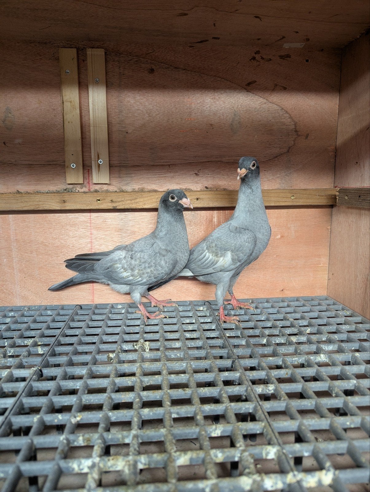 Jonge syrische duiven, Dieren en Toebehoren