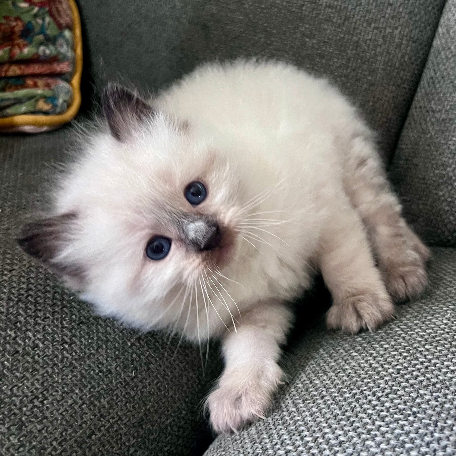 Ragdoll kittens, Dieren en Toebehoren, Katten en Kittens | Raskatten | Langhaar, Meerdere dieren