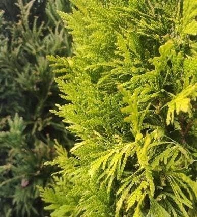 Gele haagconifeer Chamaecyparis lawsoniana 'Ivonne' OP = OP, Tuin en Terras, Volle zon, Vaste plant, Bloeit niet, Ophalen