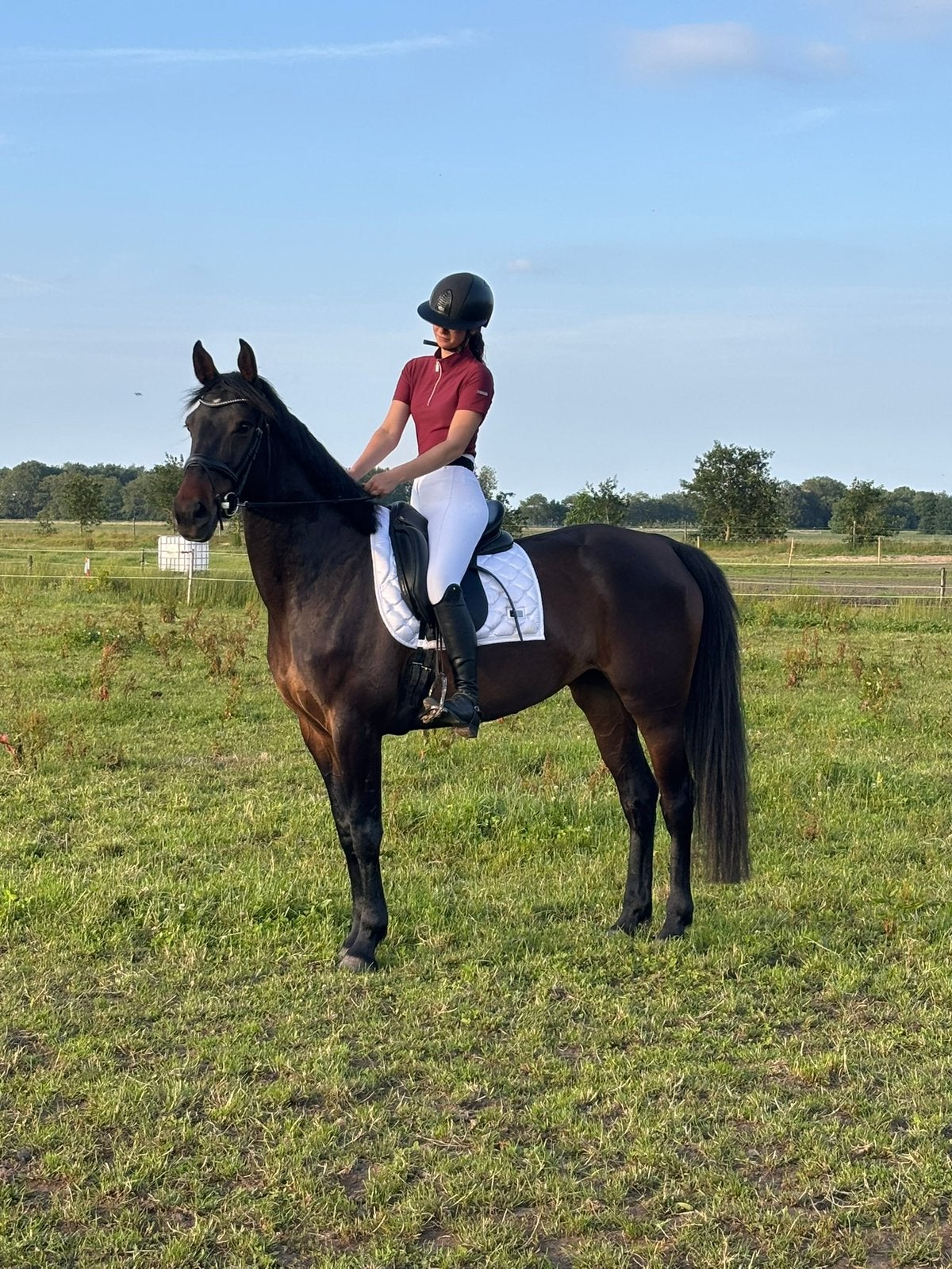 Springgefokte merrie | 5 jaar | €5.000, Dieren en Toebehoren, Merrie, Springpaard, 3 tot 6 jaar, 160 tot 165 cm