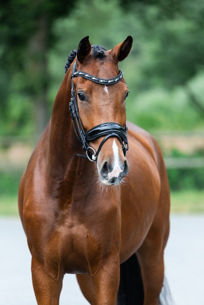 Super brave knappe 4 jarige merrie, Dieren en Toebehoren, Paarden, Merrie, Dressuurpaard, 3 tot 6 jaar, 160 tot 165 cm