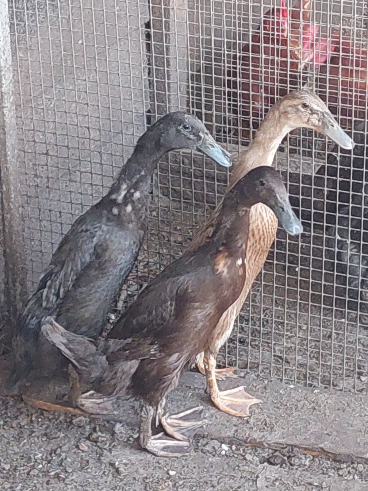 Jonge loopeenden of fleseenden, Dieren en Toebehoren, Pluimvee, Meerdere dieren, Eend