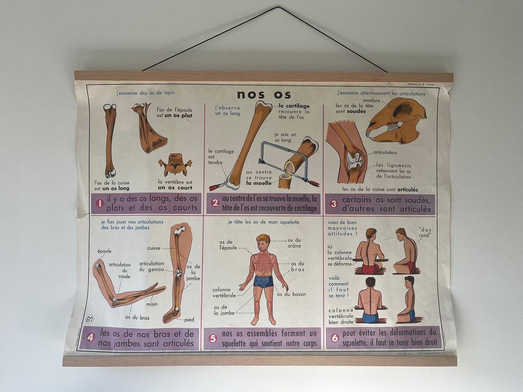Vintage Anatomie Poster Menselijk Lichaam - Educatieve Wandk, Gebruikt, Rechthoekig Liggend, Ophalen of Verzenden, A1 t/m A3