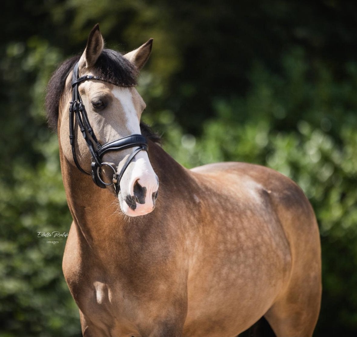 Lieve d pony Goldy zoekt een fijne bijrijder / verzorg(st)er