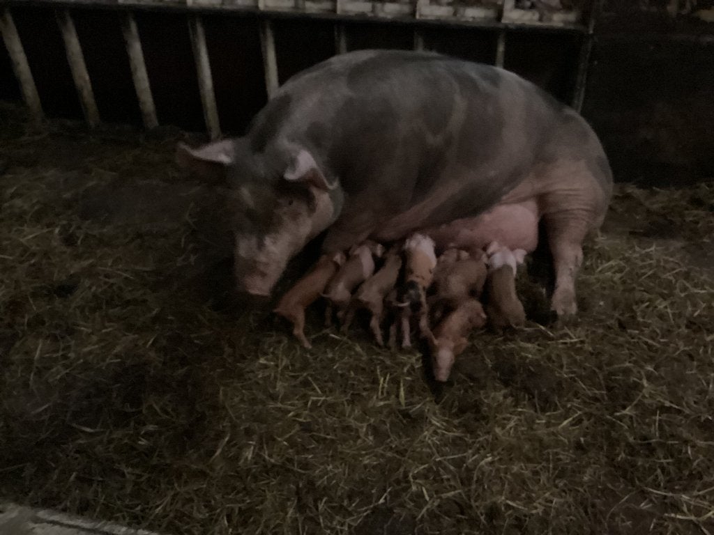 pitrain-husumer-bonte bentheimer biggen 4-8 geboren €.100,-, Meerdere dieren, Varken, 0 tot 2 jaar