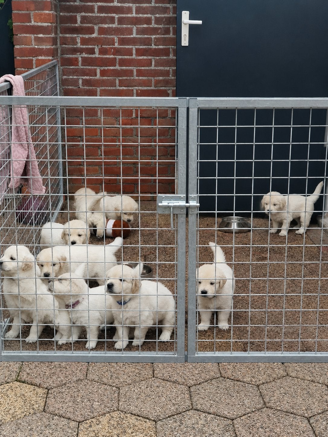 Golden Retriever pups - nog enkele beschikbaar, Golden retriever, 8 tot 15 weken, Parvo, Meerdere