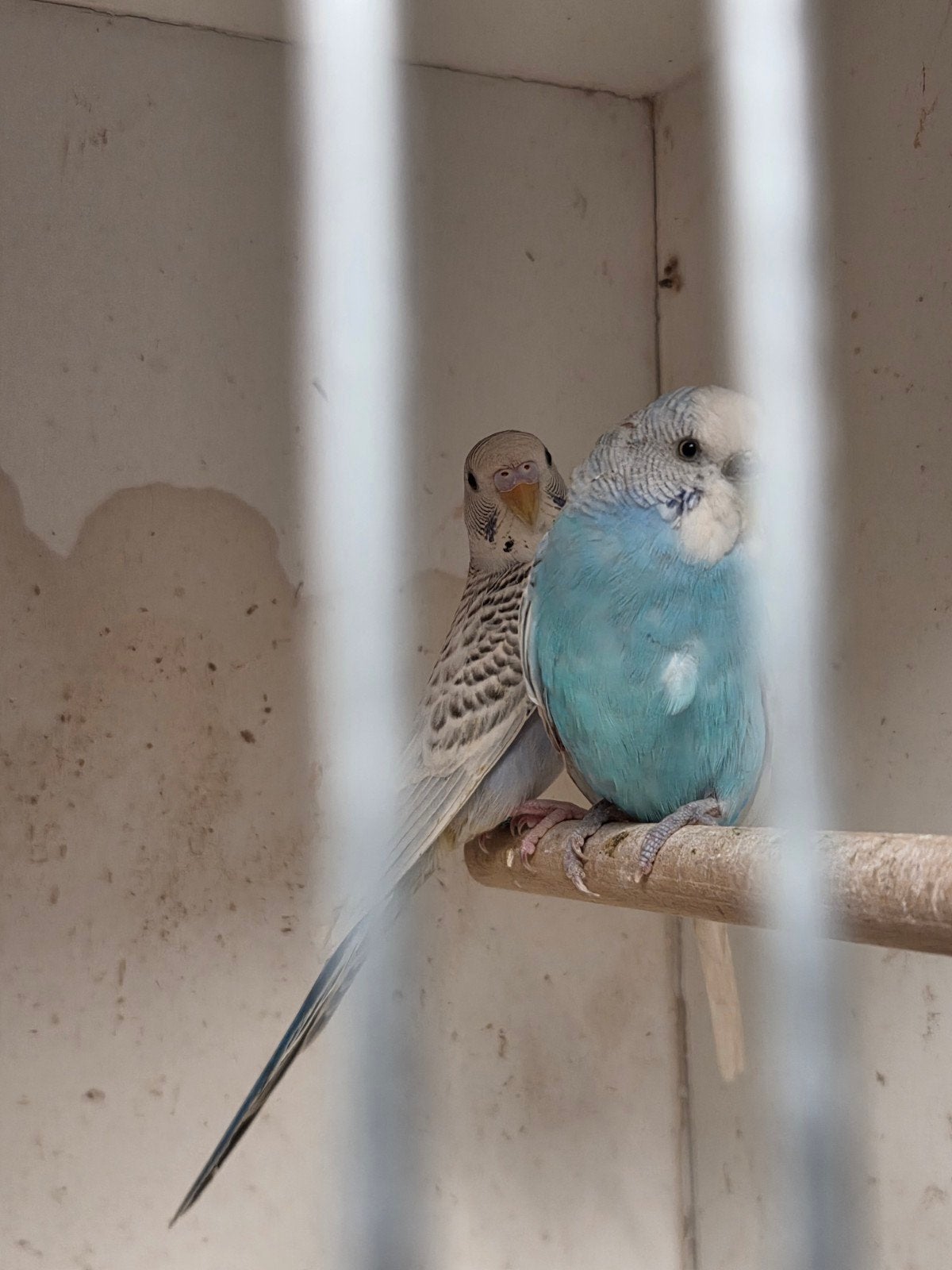 mooj koppeltje grasparkieten opaline x spangle greywing, Dieren en Toebehoren, Meerdere dieren, Parkiet