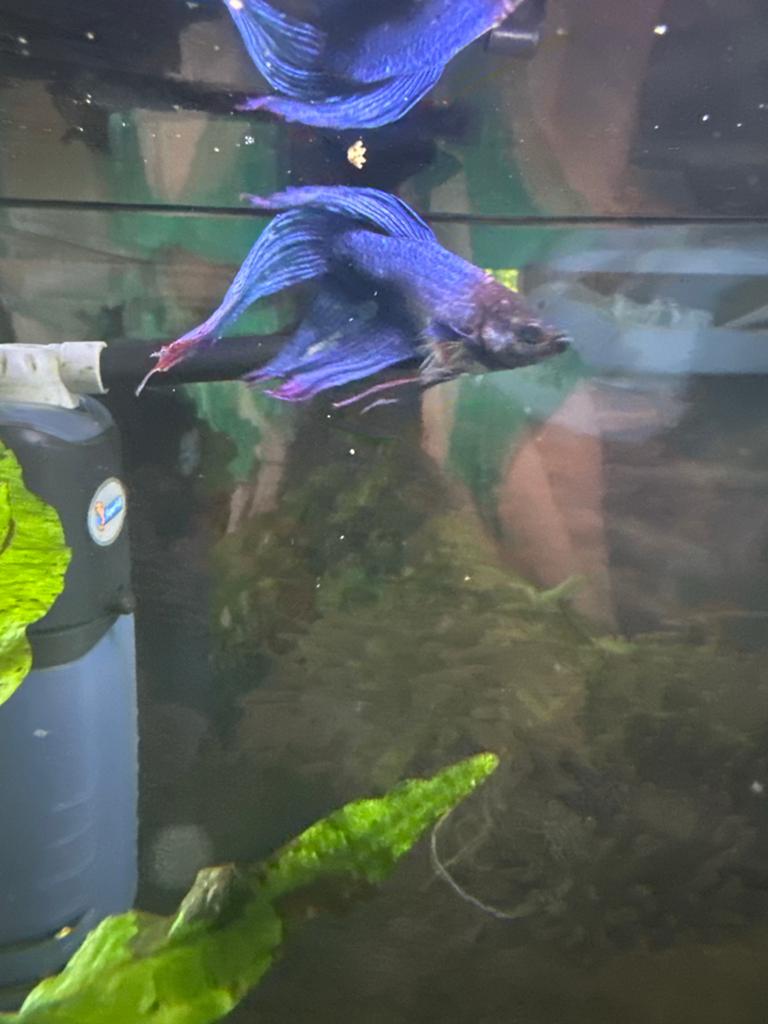 Betta man, Vis
