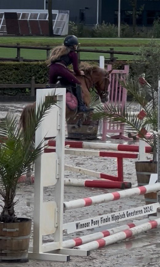 Springkanon te koop, Dieren en Toebehoren, B, Ruin, Springpony, 3 tot 6 jaar