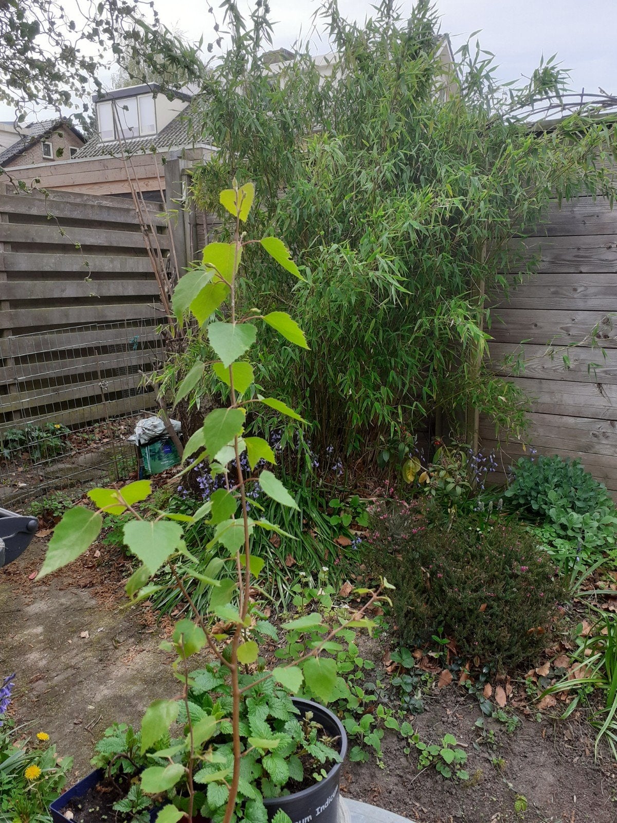 Berk, Tuin en Terras, Planten | Bomen, Ophalen, Bloeit niet, Halfschaduw, Overige soorten