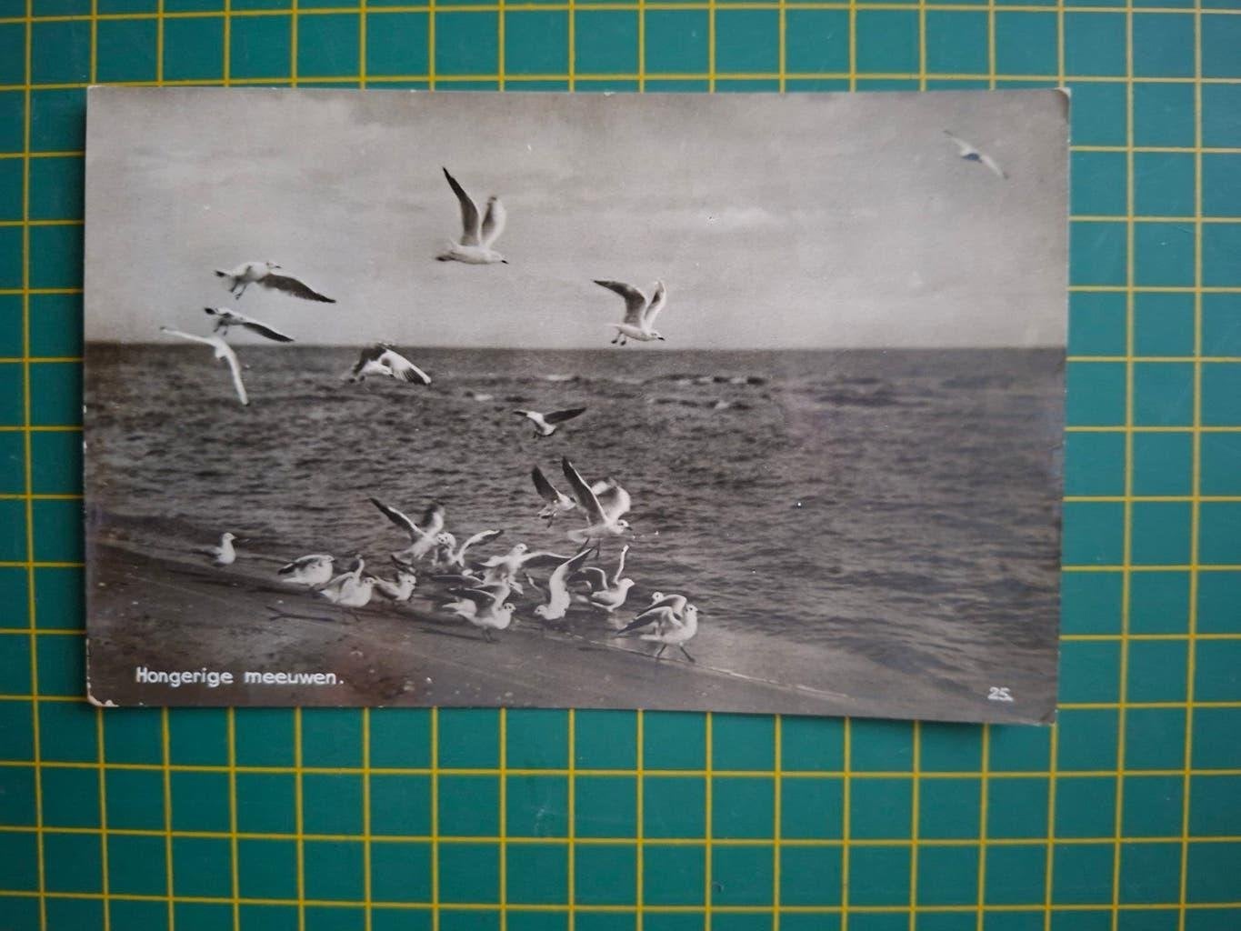 ansichtkaart, Hongerige Meeuwen., Ophalen of Verzenden, 1940 tot 1960, Gelopen, Vogel