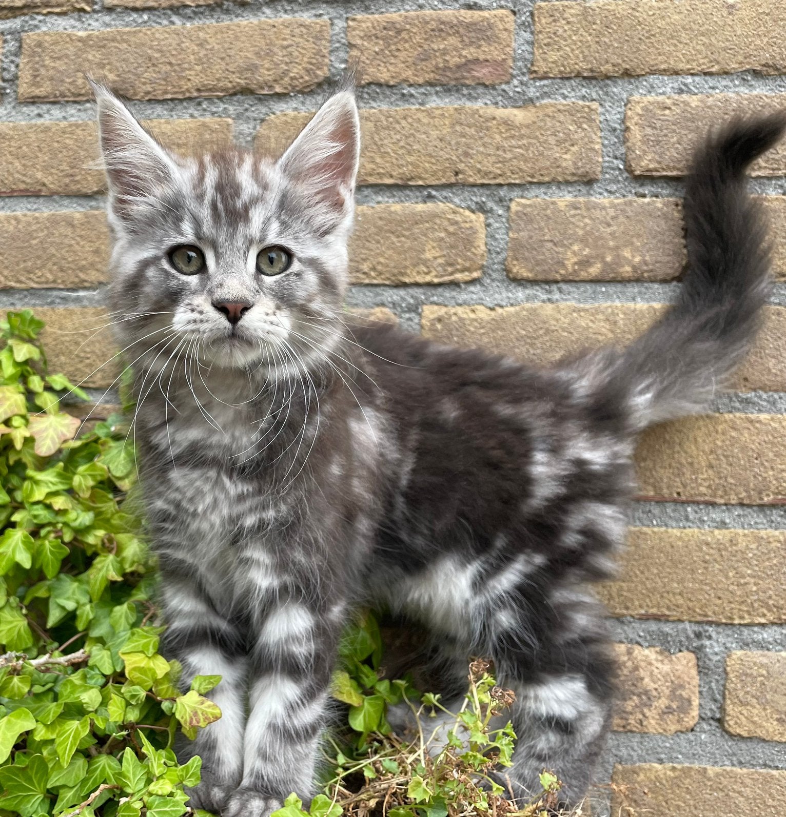 Maine Coon kittens, Meerdere dieren, Gechipt, 0 tot 2 jaar
