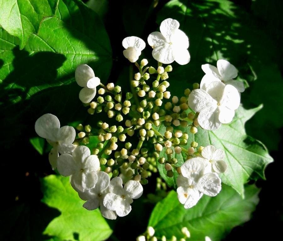 Restpartij 10 stuks Klimhortensia 100 euro, Volle zon, Vaste plant, Ophalen of Verzenden, Klimplanten