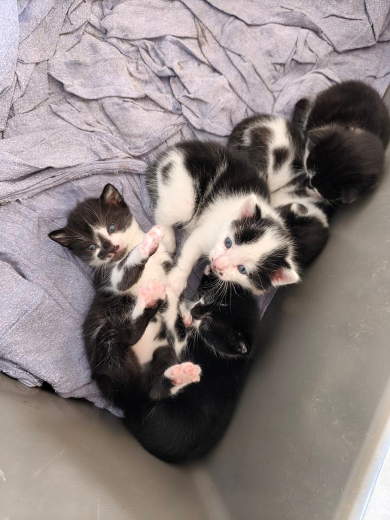 Nestje lieve kittens, Dieren en Toebehoren, Meerdere dieren