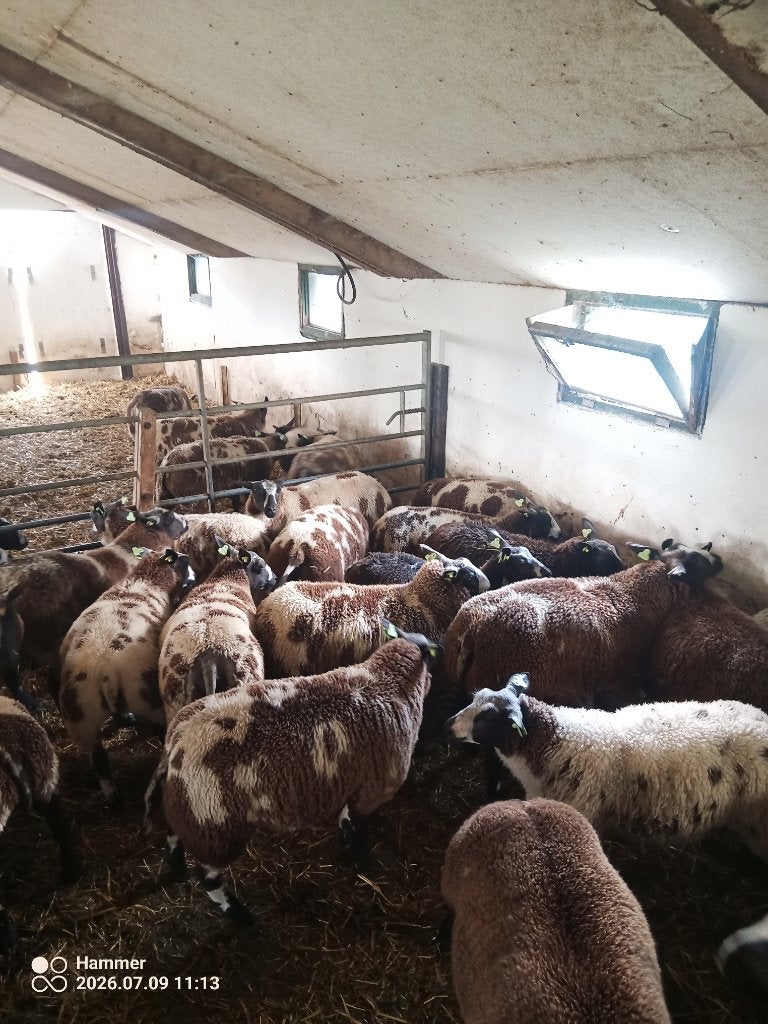 Luxe bonte  stamboek ooilammeren., Dieren en Toebehoren, Vrouwelijk, Schaap