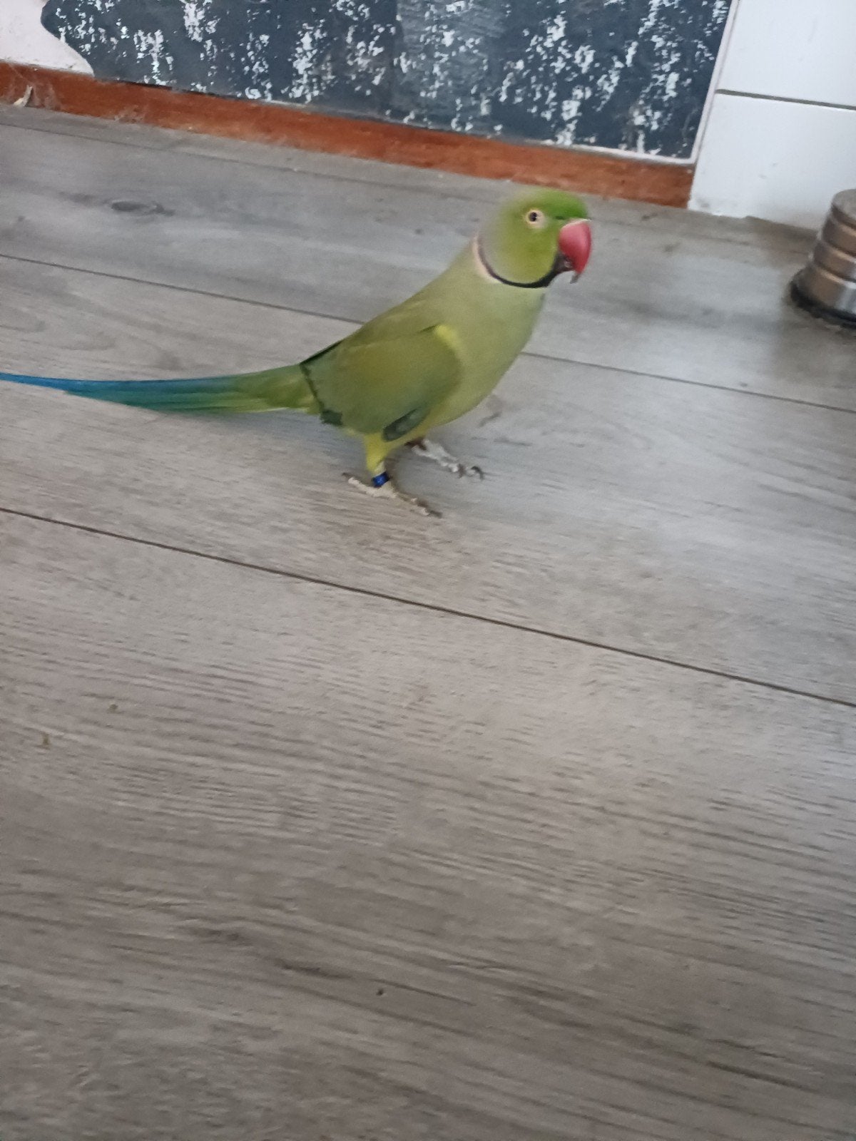 Mega tamme  halsband  parkiet, Dieren en Toebehoren, Vogels | Parkieten en Papegaaien, Mannelijk, Papegaai, Geringd