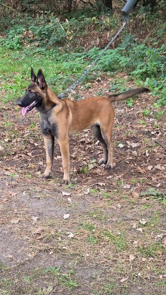 Mechelse Herder, teefje, 1 tot 2 jaar, Teef, Parvo, Eén hond