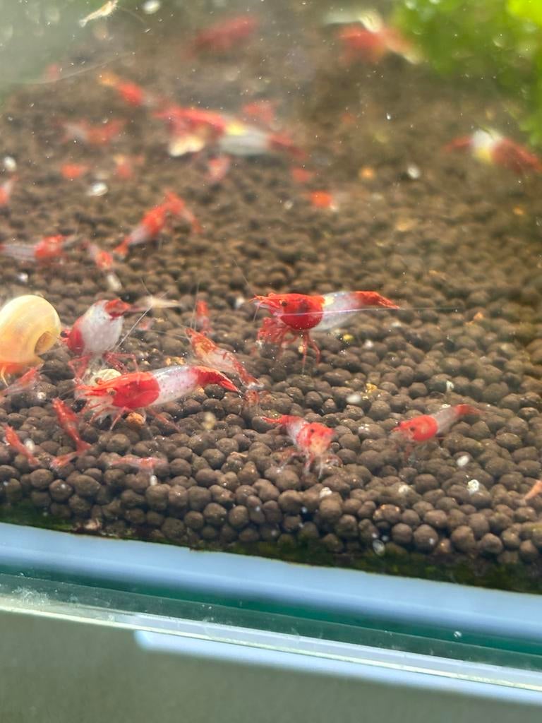Rode rili garnalen neocaridina uitgeselecteerde high grade, Kreeft, Krab of Garnaal