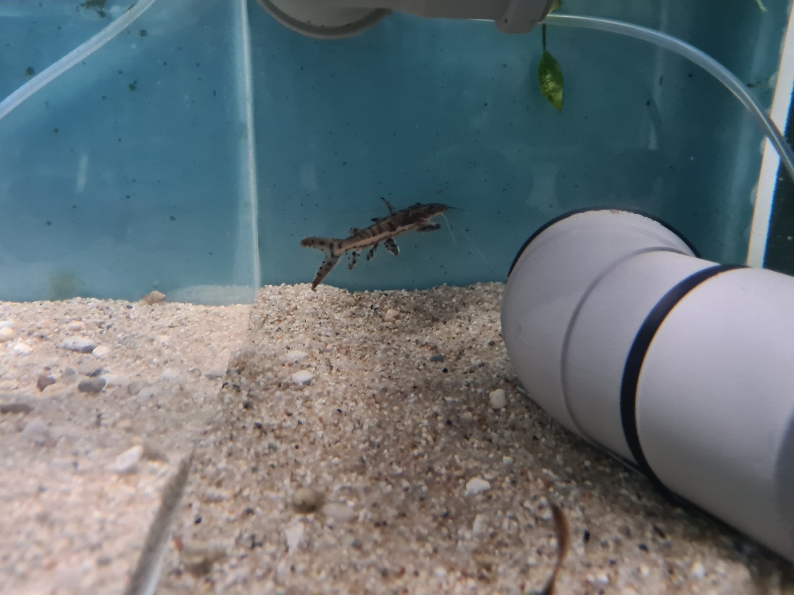 Tijgerspatelbekmeerval, Pseudoplatystoma Fasciatum, Dieren en Toebehoren, Vissen | Aquariumvissen, Vis, Zoetwatervis