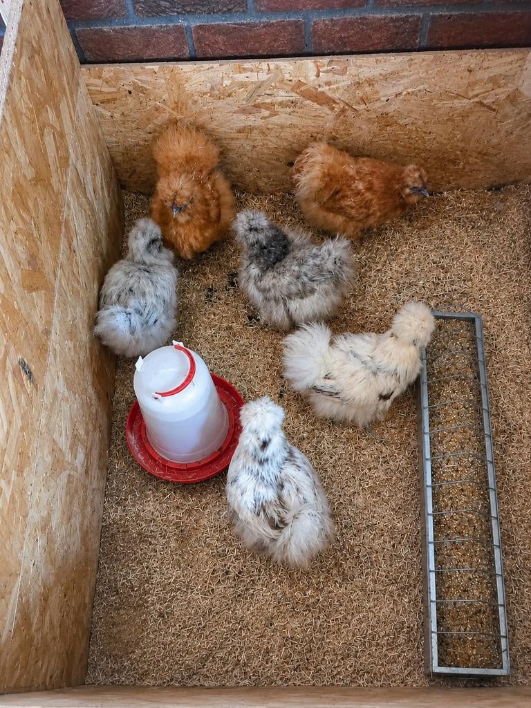 Zijdehoen hennen  aan de leg., Dieren en Toebehoren, Pluimvee, Kip, Vrouwelijk