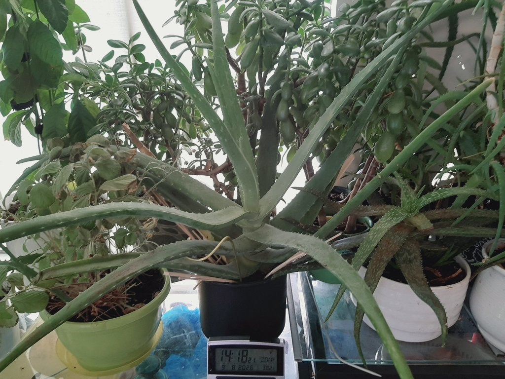 Aloe Vera, Ophalen, Overige soorten, Halfschaduw, In pot