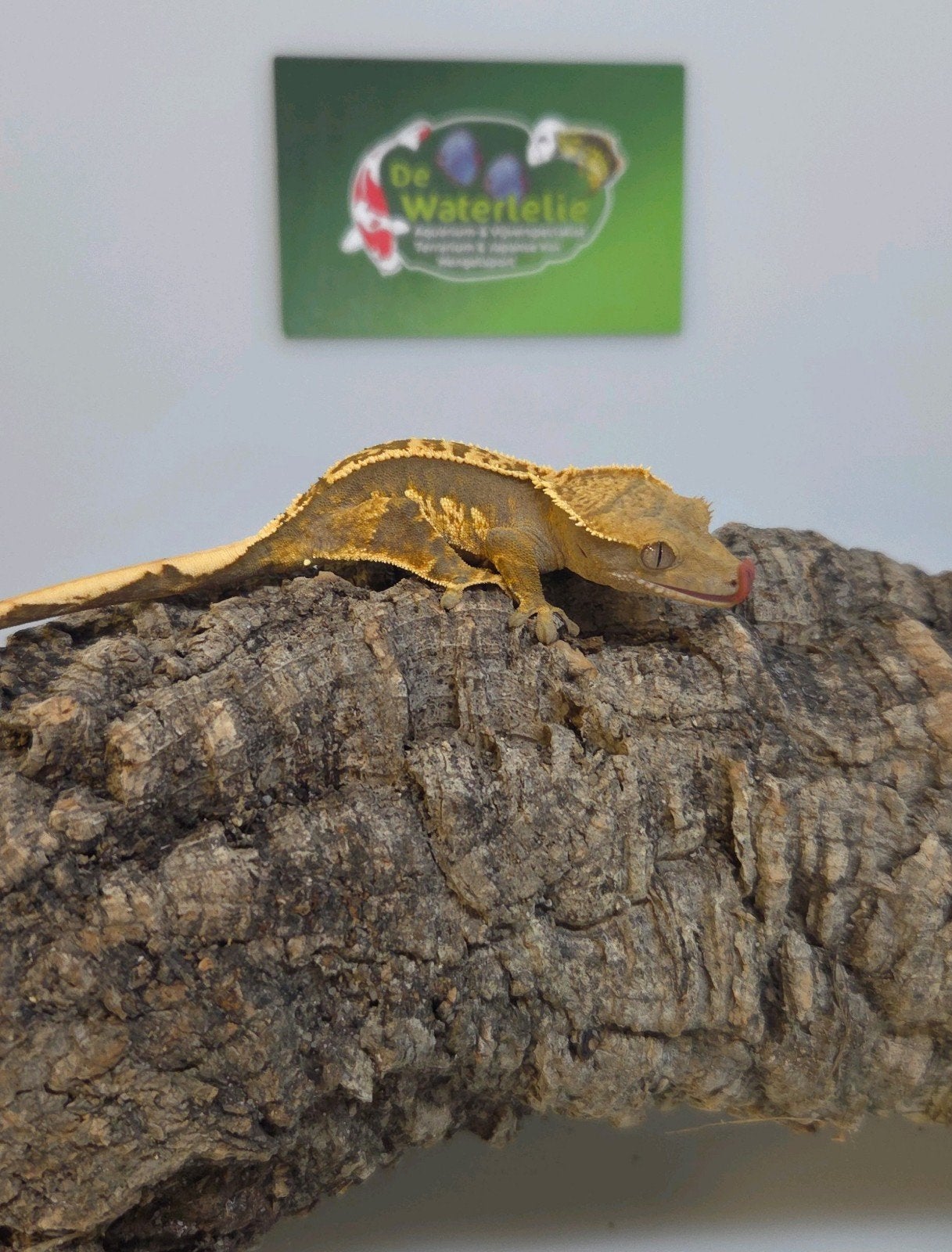 Wimpergekko Crested Gecko - unknown for sale from De Waterlelie BV