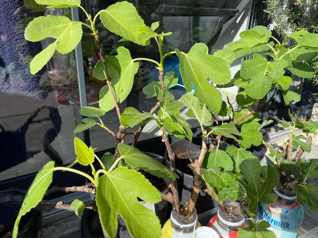 Vijgen plant, Ophalen, Volle zon, Vaste plant, Zomer