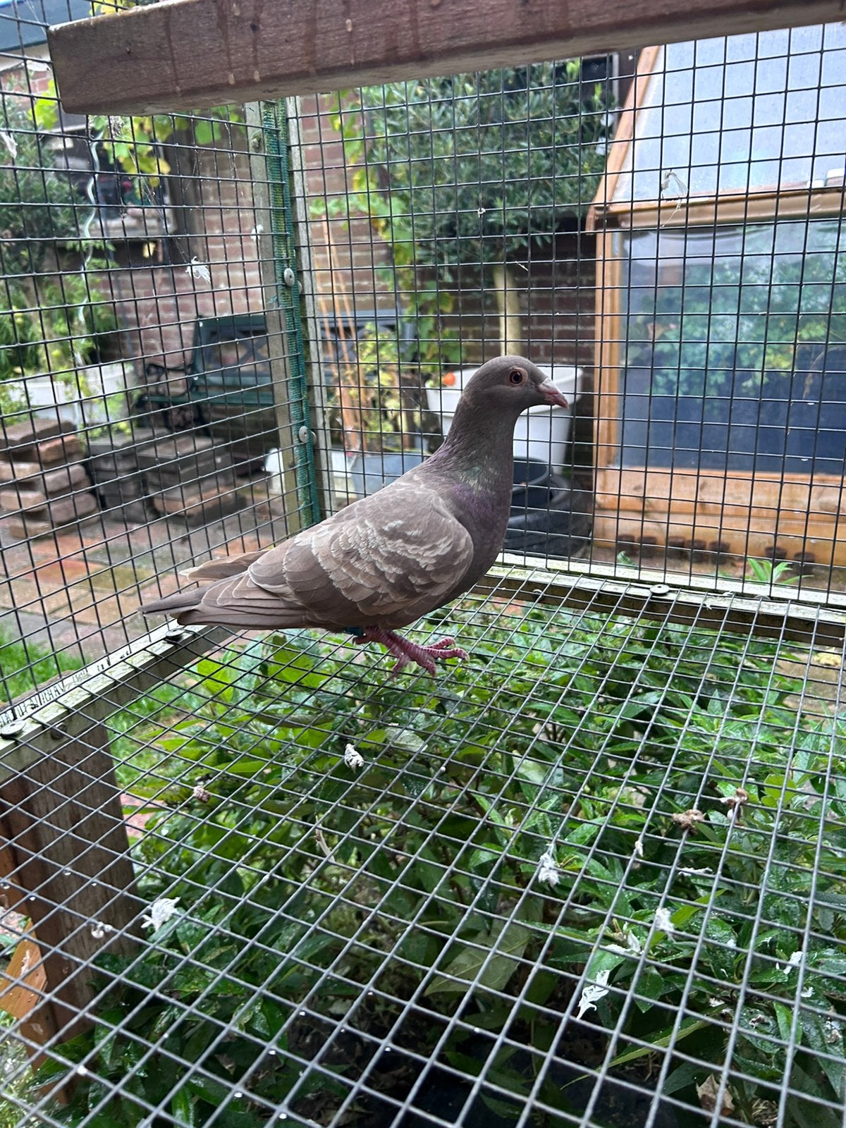 Kleurpostduiven, Dieren en Toebehoren, Meerdere dieren, Overige soorten