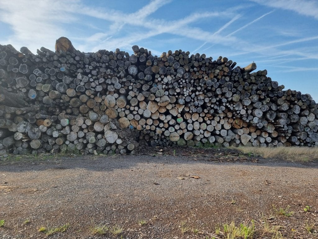 Rondhout, stamhout, haardhout, openhaardhout, eik, beuk, es, Tuin en Terras, 6 m³ of meer, Ophalen, Beukenhout, Stammen