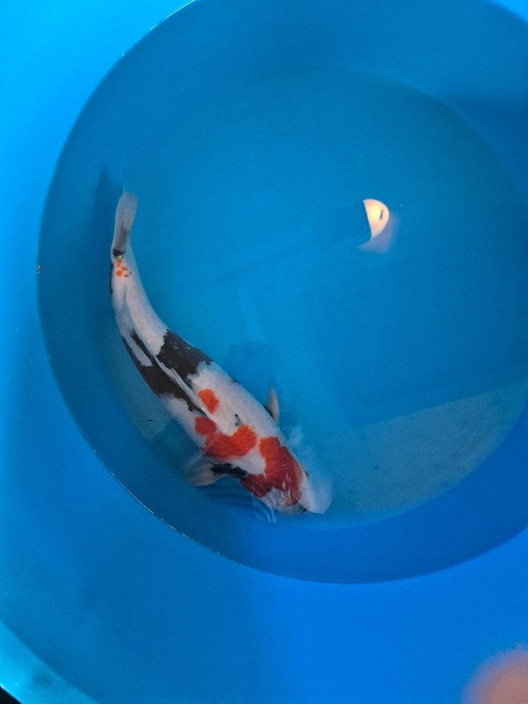 Mooie showa, Karper of Koi