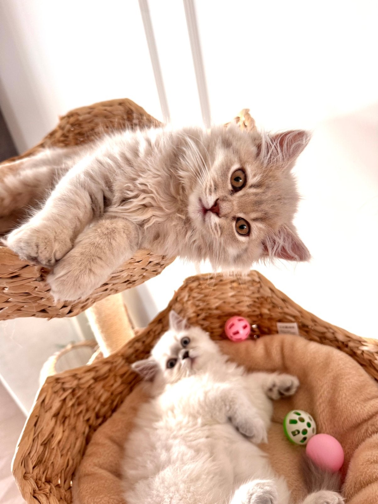 Prachtige britse langhaar kitten, Dieren en Toebehoren, Meerdere dieren, Ontwormd, 0 tot 2 jaar